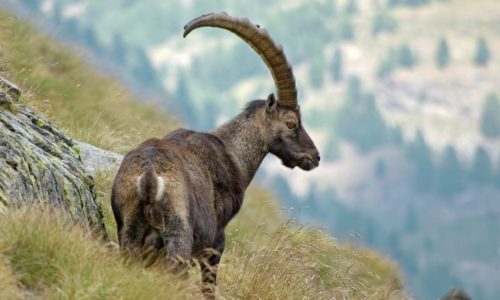 ibex-5519948_1280